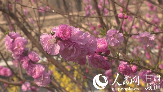 黃河石林大景區內盛開的花。（景泰縣委宣傳部供圖）